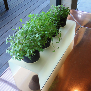 Microgreens in Black Clay Pots